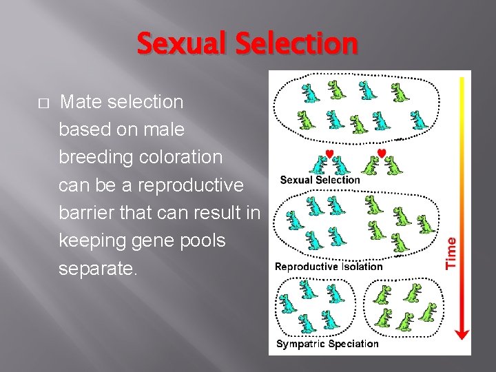 Sexual Selection � Mate selection based on male breeding coloration can be a reproductive