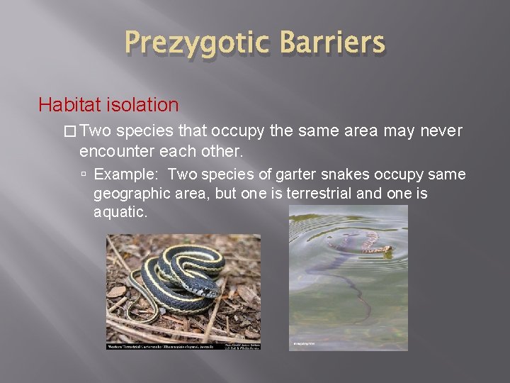 Prezygotic Barriers Habitat isolation � Two species that occupy the same area may never
