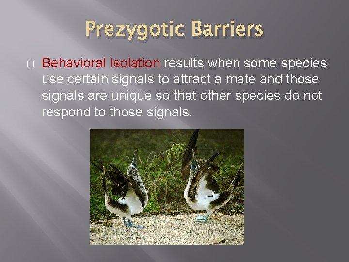 Prezygotic Barriers � Behavioral Isolation results when some species use certain signals to attract