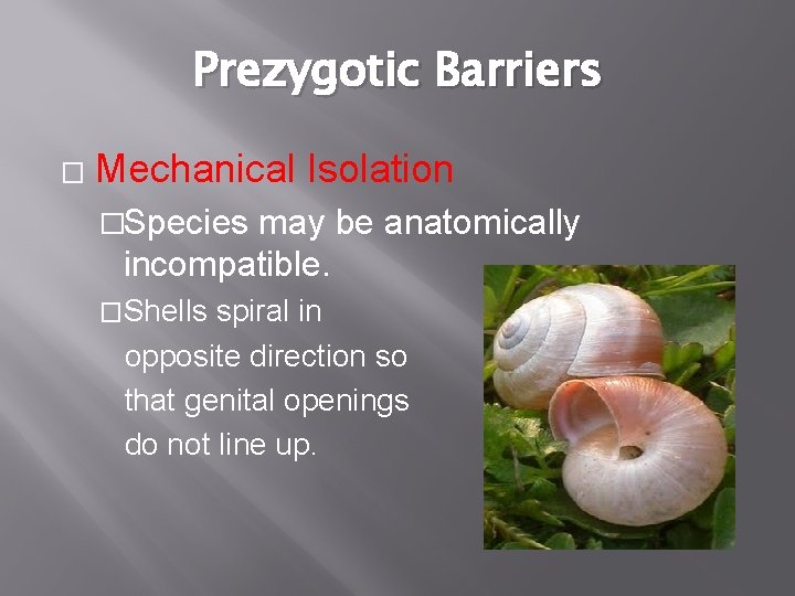 Prezygotic Barriers � Mechanical Isolation �Species may be anatomically incompatible. �Shells spiral in opposite