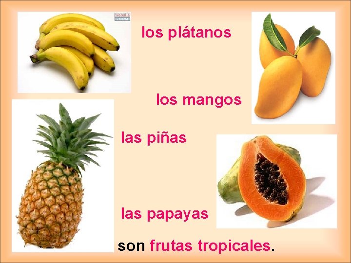 los plátanos los mangos las piñas las papayas son frutas tropicales. 