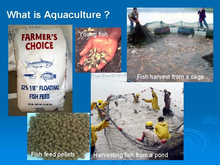 What is Aquaculture ? Young fish Fish harvest from a cage Fish feed pellets