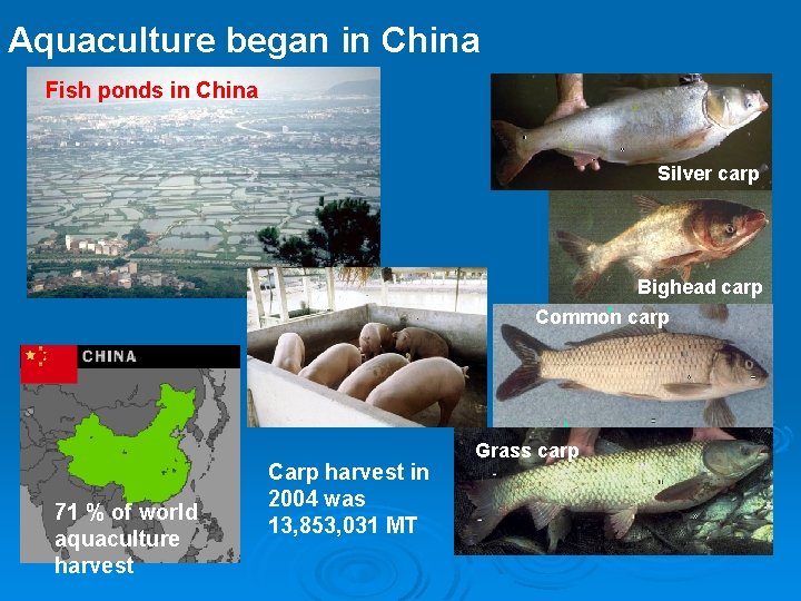 Aquaculture began in China Fish ponds in China Silver carp Bighead carp Common carp