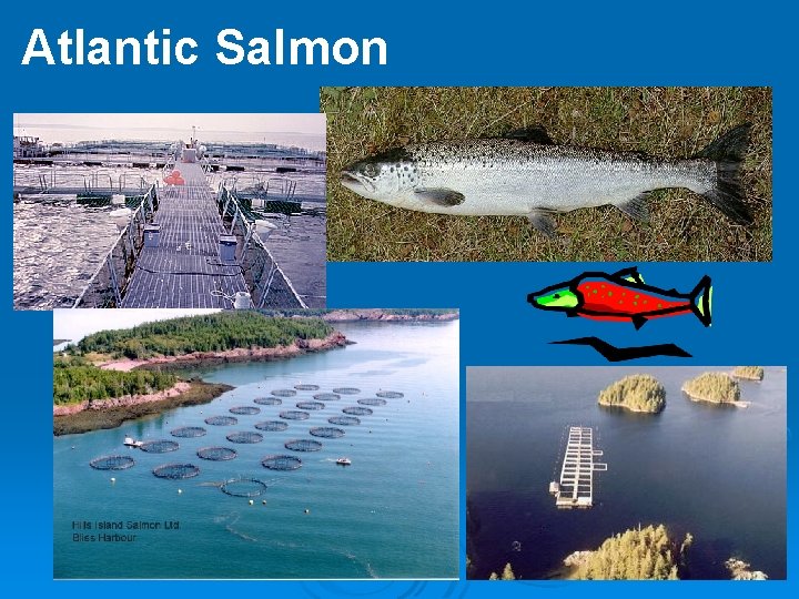 Atlantic Salmon 