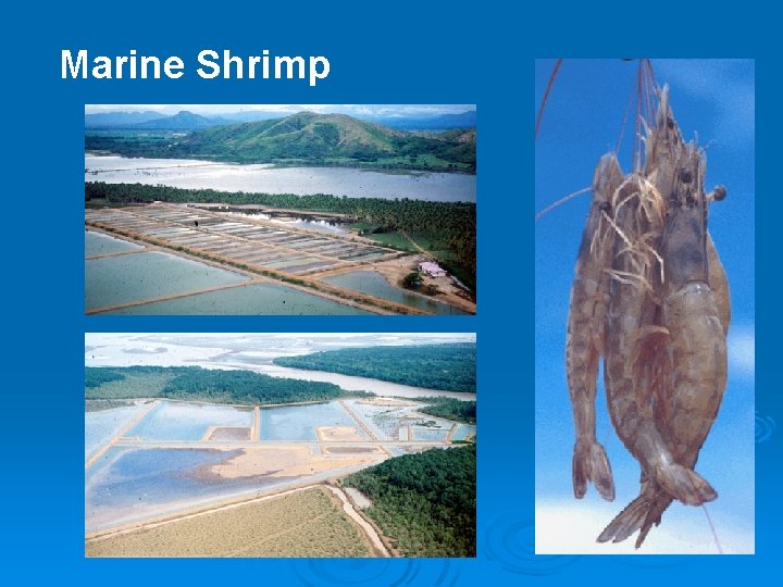 Marine Shrimp 