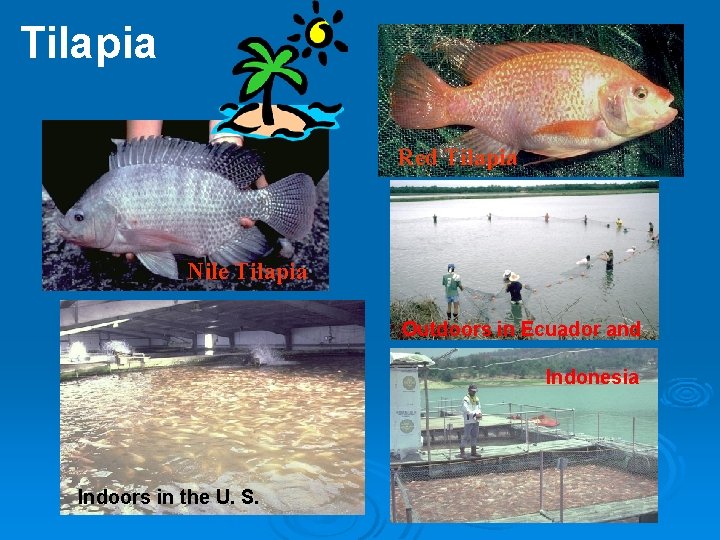 Tilapia Red Tilapia Nile Tilapia Outdoors in Ecuador and Indonesia Indoors in the U.