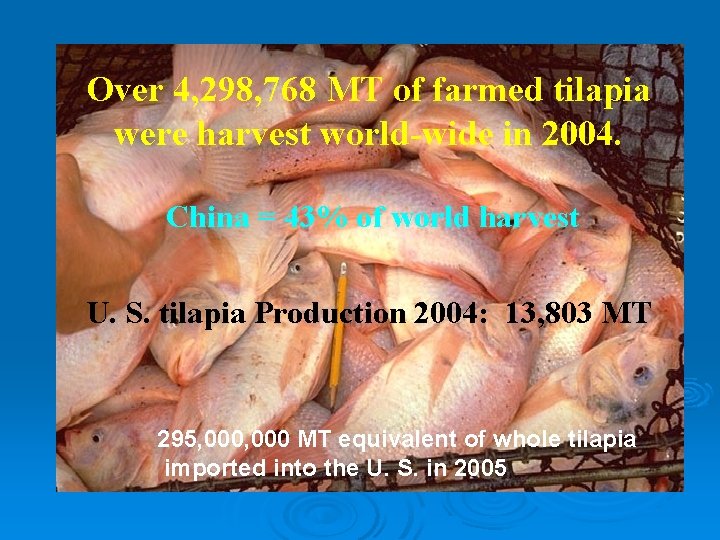 Over 4, 298, 768 MT of farmed tilapia were harvest world-wide in 2004. China