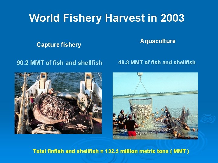 World Fishery Harvest in 2003 Capture fishery 90. 2 MMT of fish and shellfish
