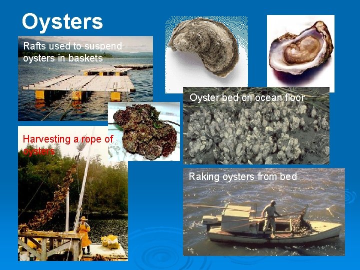 Oysters Rafts used to suspend oysters in baskets Oyster bed on ocean floor Harvesting