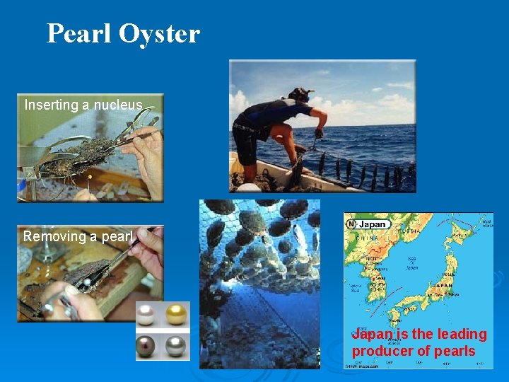 Pearl Oyster Inserting a nucleus Removing a pearl Japan is the leading producer of