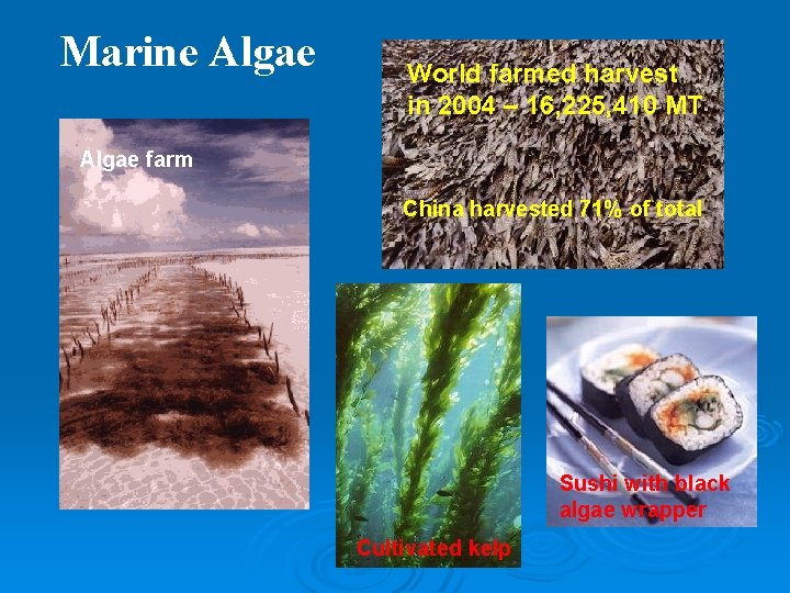 Marine Algae World farmed harvest in 2004 – 16, 225, 410 MT Algae farm