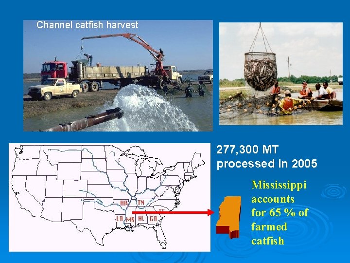 Channel catfish harvest 277, 300 MT processed in 2005 Mississippi accounts for 65 %