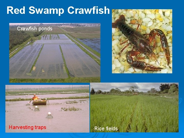 Red Swamp Crawfish ponds Harvesting traps Rice fields 