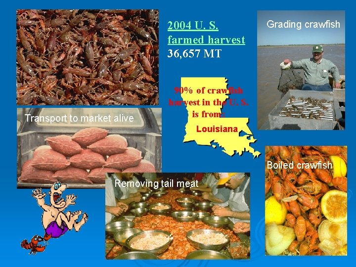 2004 U. S. farmed harvest 36, 657 MT Transport to market alive Grading crawfish