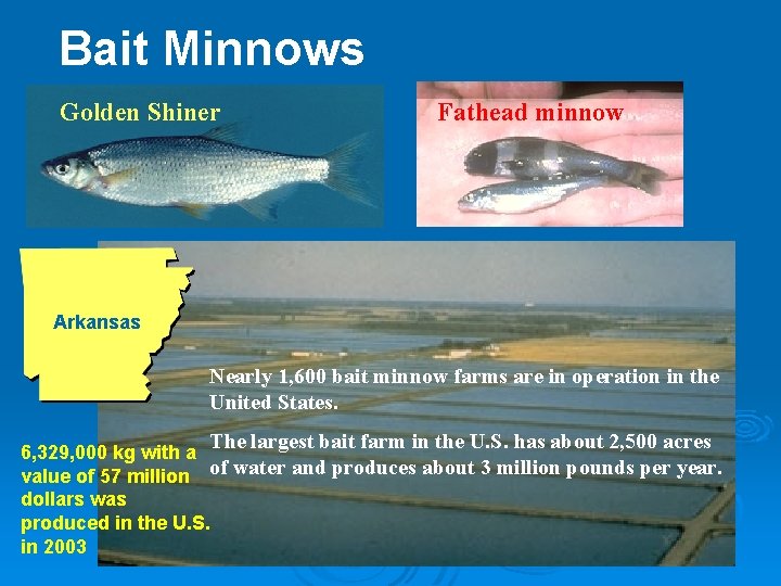 Bait Minnows Golden Shiner Fathead minnow Arkansas Nearly 1, 600 bait minnow farms are