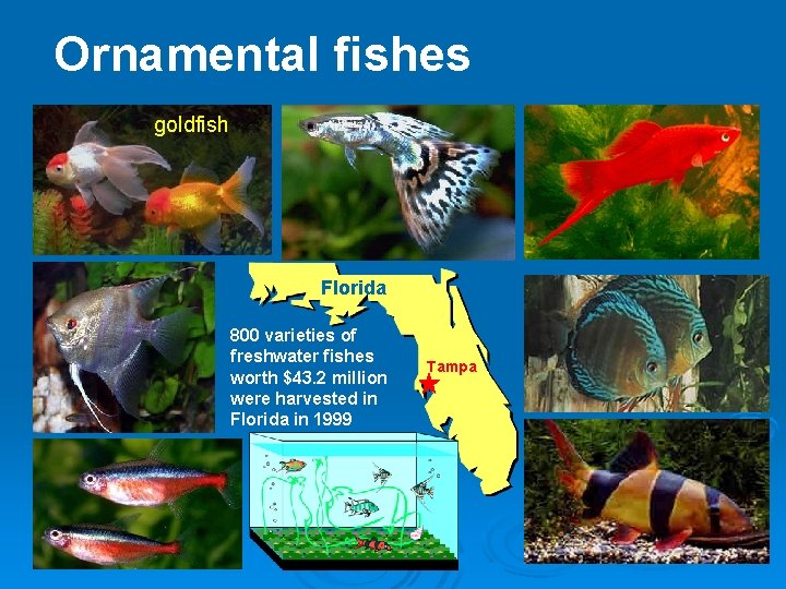Ornamental fishes goldfish Florida 800 varieties of freshwater fishes worth $43. 2 million were