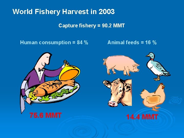 World Fishery Harvest in 2003 Capture fishery = 90. 2 MMT Human consumption =