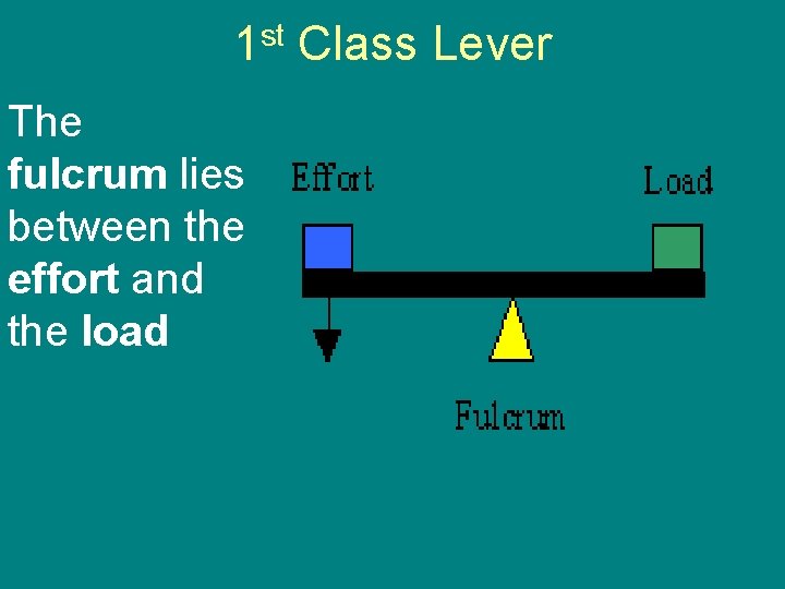 1 st Class Lever The fulcrum lies between the effort and the load 