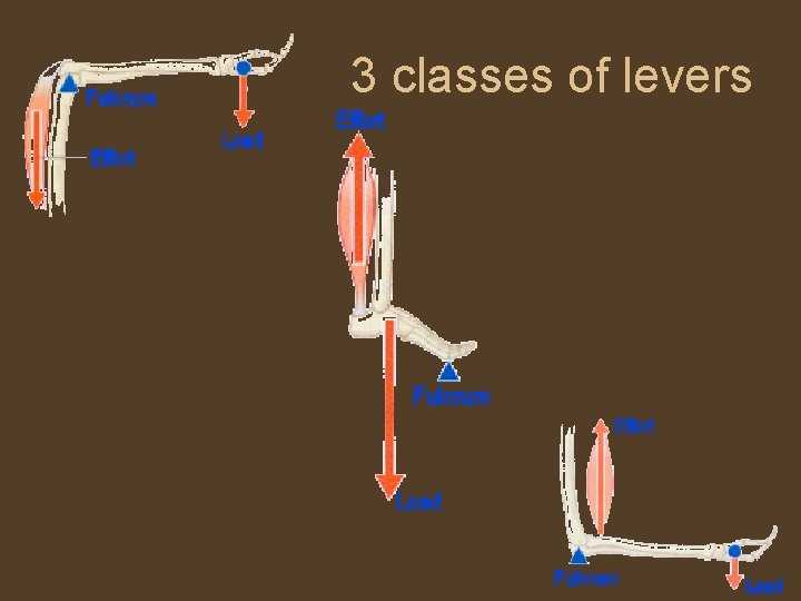 3 classes of levers 
