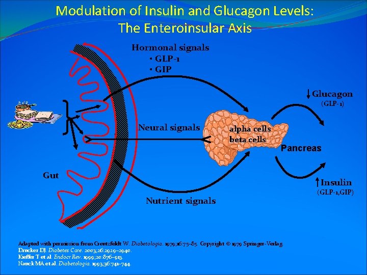 Modulation of Insulin and Glucagon Levels: The Enteroinsular Axis Hormonal signals • GLP-1 •