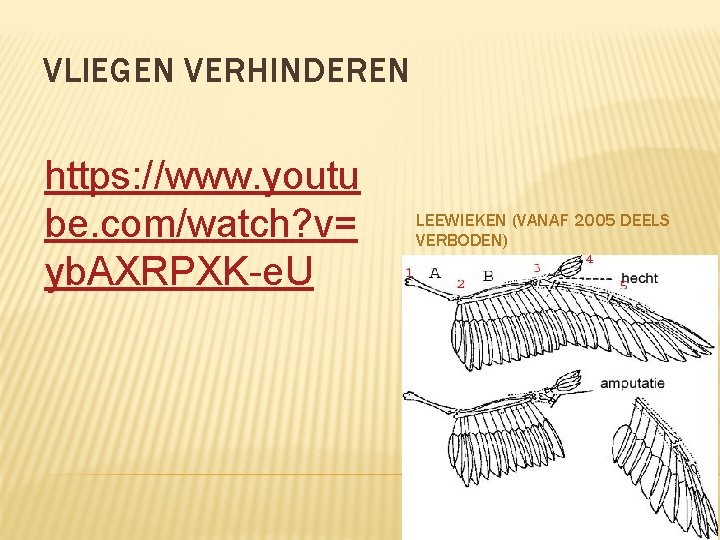 VLIEGEN VERHINDEREN https: //www. youtu be. com/watch? v= yb. AXRPXK-e. U LEEWIEKEN (VANAF 2005