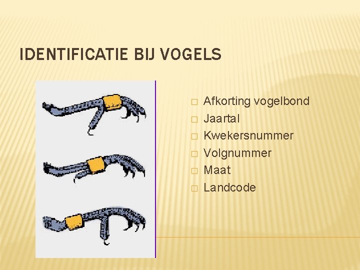 IDENTIFICATIE BIJ VOGELS � � � Afkorting vogelbond Jaartal Kwekersnummer Volgnummer Maat Landcode 