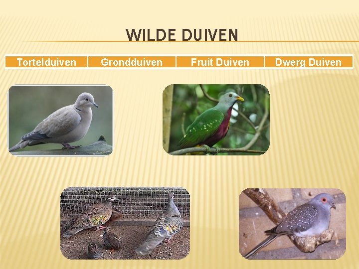 WILDE DUIVEN Tortelduiven Grondduiven Fruit Duiven Dwerg Duiven 