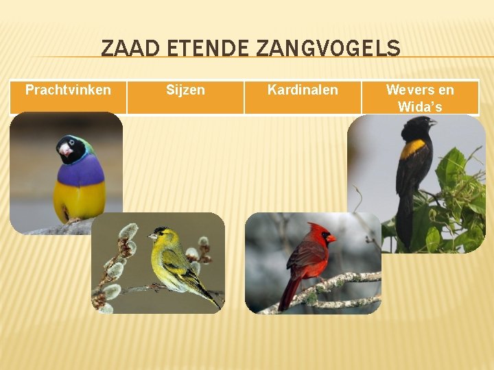 ZAAD ETENDE ZANGVOGELS Prachtvinken Sijzen Kardinalen Wevers en Wida’s 