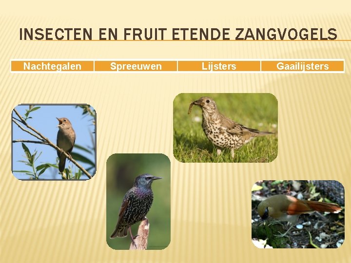 INSECTEN EN FRUIT ETENDE ZANGVOGELS Nachtegalen Spreeuwen Lijsters Gaailijsters 