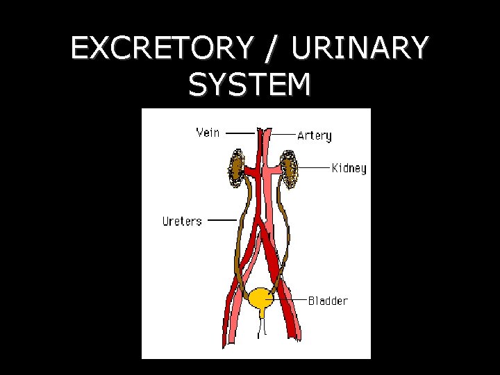 EXCRETORY / URINARY SYSTEM 