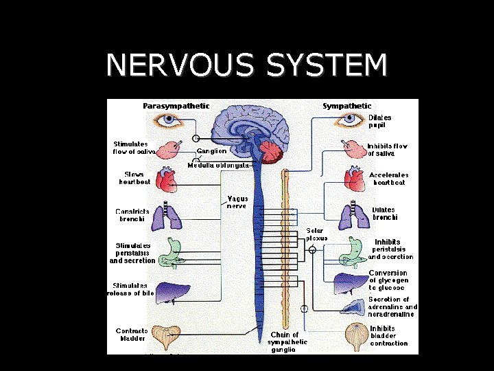 NERVOUS SYSTEM 