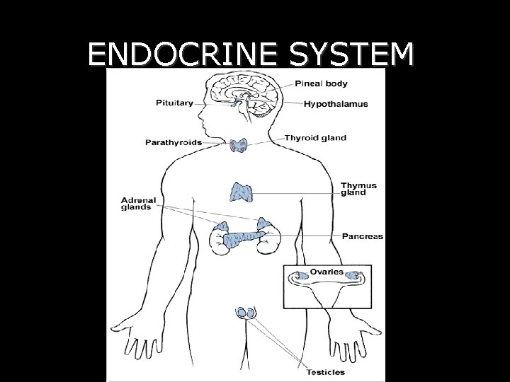 ENDOCRINE SYSTEM 