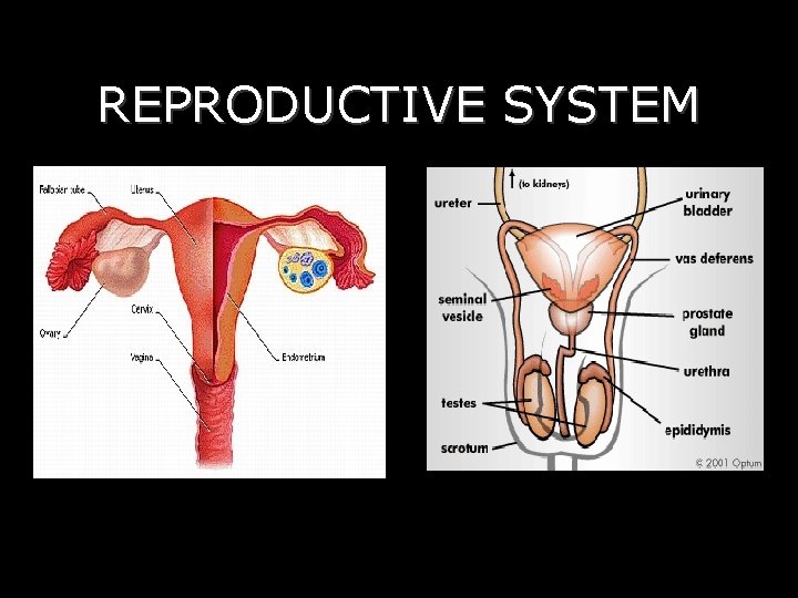 REPRODUCTIVE SYSTEM 