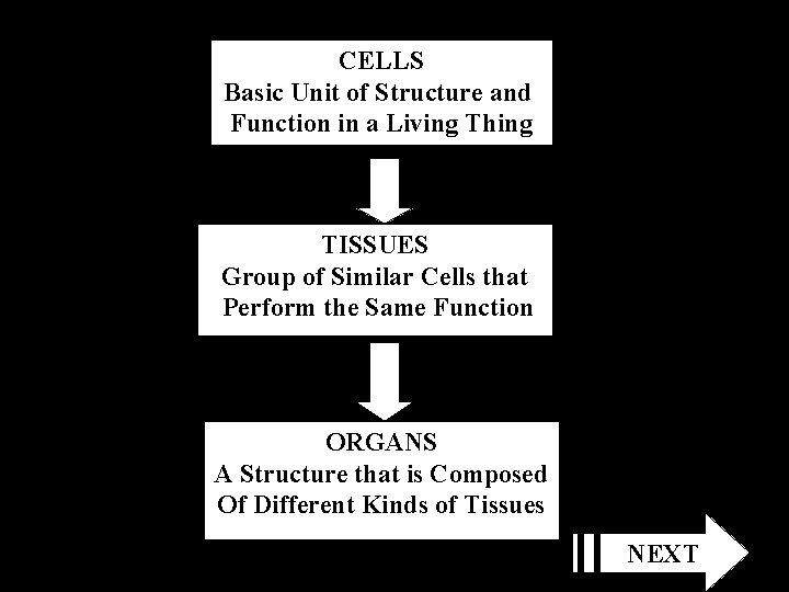 CELLS Basic Unit of Structure and Function in a Living Thing TISSUES Group of