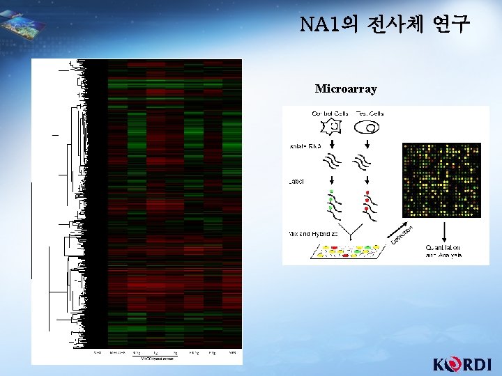 NA 1의 전사체 연구 Microarray 