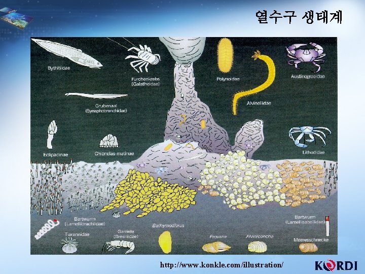 열수구 생태계 http: //www. konkle. com/illustration/ 