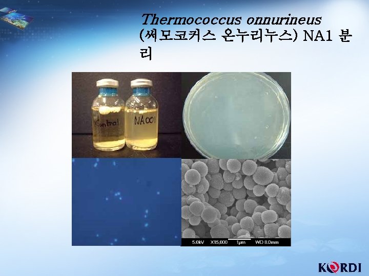 Thermococcus onnurineus (써모코커스 온누리누스) NA 1 분 리 