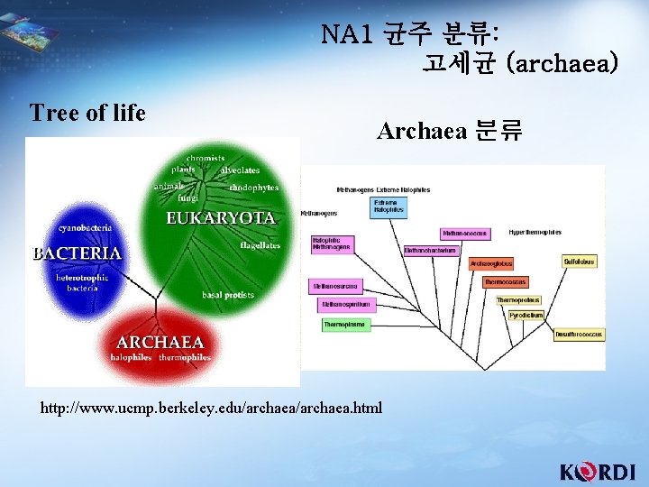 NA 1 균주 분류: 고세균 (archaea) Tree of life Archaea 분류 http: //www. ucmp.