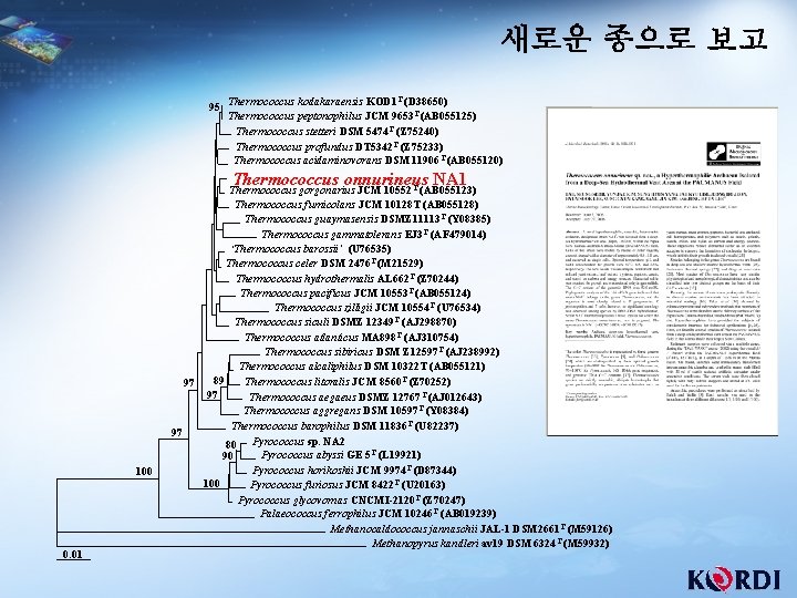 새로운 종으로 보고 T 95 Thermococcus kodakaraensis KOD 1 (D 38650) Thermococcus peptonophilus JCM