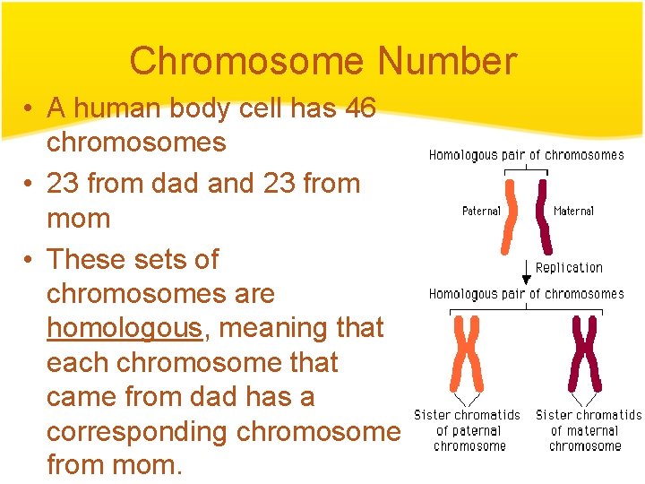 Chromosome Number • A human body cell has 46 chromosomes • 23 from dad