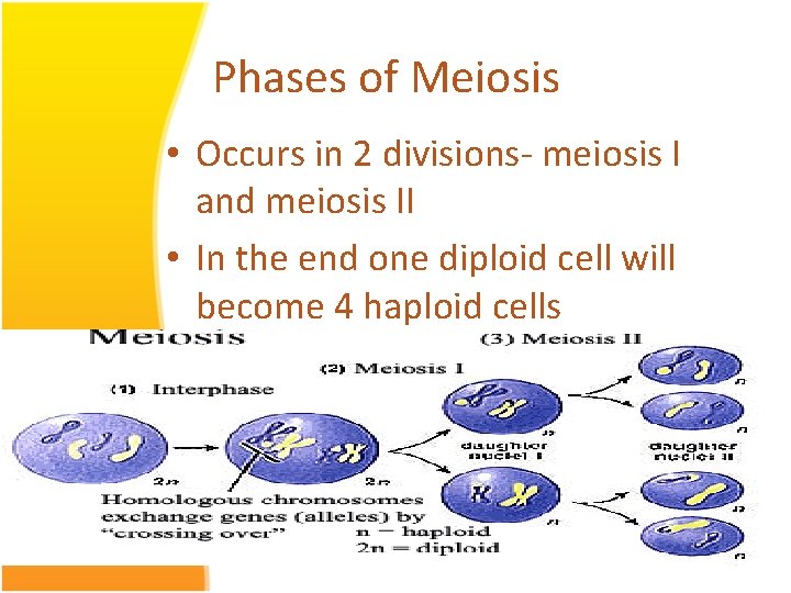 Phases of Meiosis • Occurs in 2 divisions- meiosis I and meiosis II •