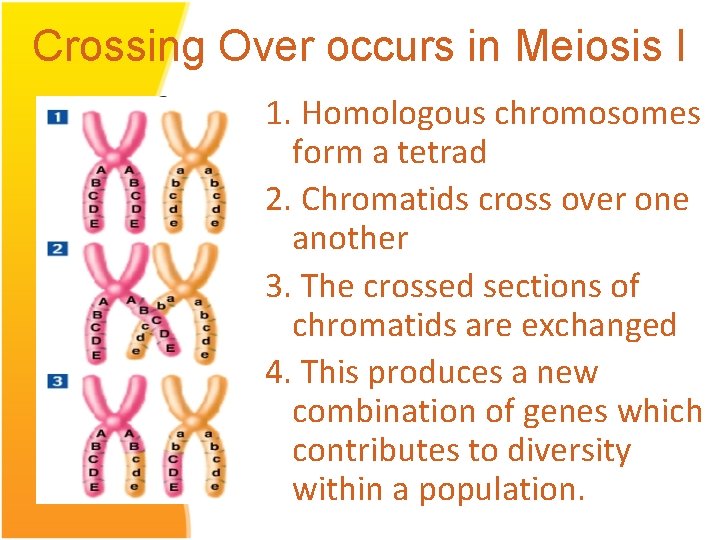 Crossing Over occurs in Meiosis I 1. Homologous chromosomes form a tetrad 2. Chromatids