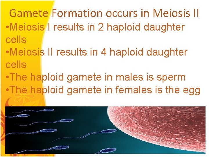 Gamete Formation occurs in Meiosis II • Meiosis I results in 2 haploid daughter