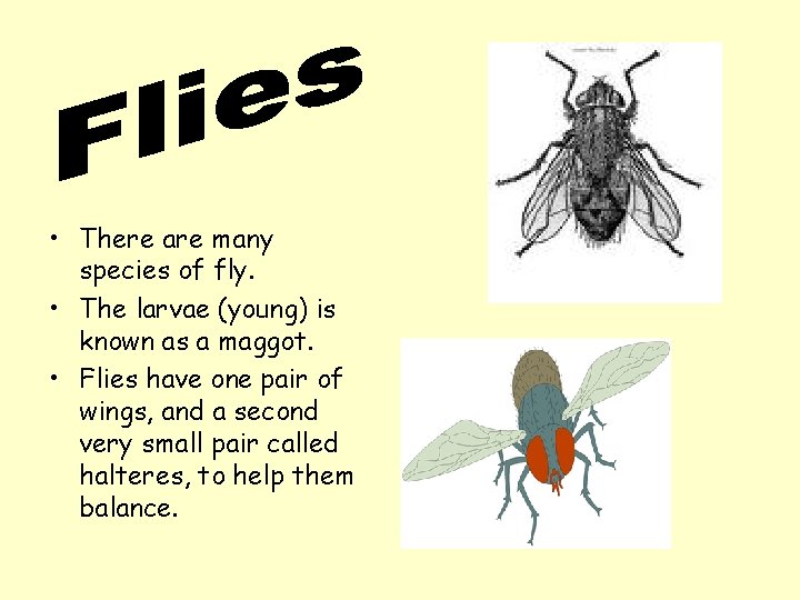  • There are many species of fly. • The larvae (young) is known