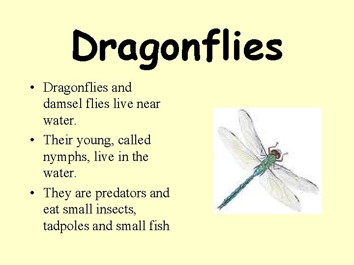 Dragonflies • Dragonflies and damsel flies live near water. • Their young, called nymphs,