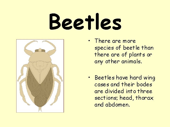 Beetles • There are more species of beetle than there are of plants or