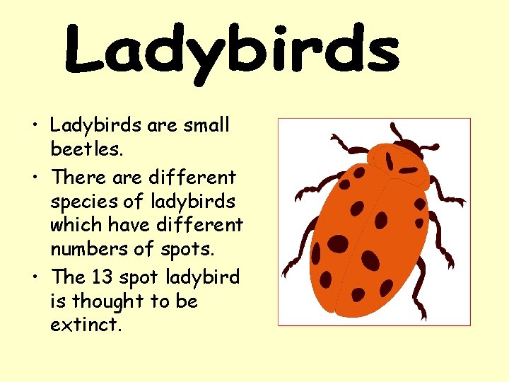  • Ladybirds are small beetles. • There are different species of ladybirds which