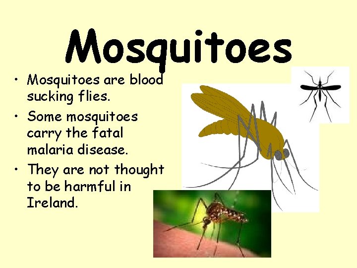 Mosquitoes • Mosquitoes are blood sucking flies. • Some mosquitoes carry the fatal malaria