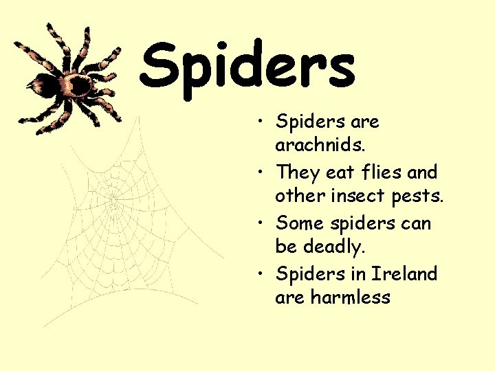 Spiders • Spiders are arachnids. • They eat flies and other insect pests. •