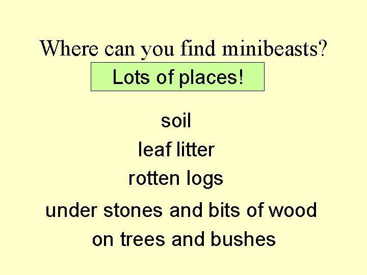 Where can you find minibeasts? Lots of places! soil leaf litter rotten logs under